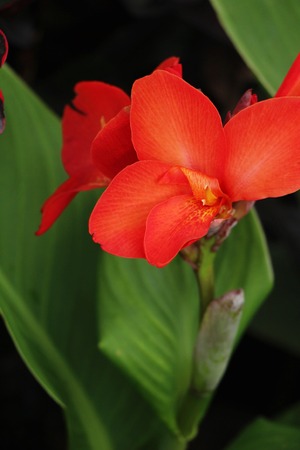 Beautiful bloom colorful flowers in the gardenの写真素材