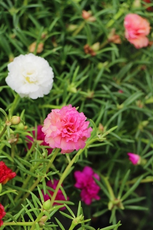 Beautiful bloom colorful flowers in the gardenの写真素材