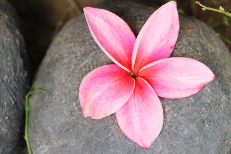 Plumeria flower with beautiful on the rockの写真素材