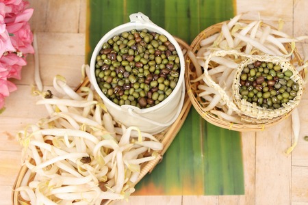 Green beans seed with fresh sprouts beanの写真素材