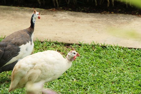 Guineafowl with the natureの写真素材