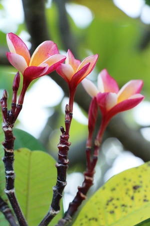 Plumeria flower with beautiful in the natureの写真素材