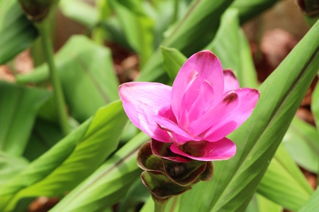 Beautiful pink siam tulips with the natureの写真素材