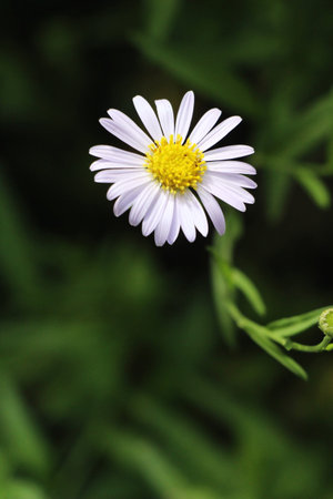 Purple flower is beauty in the garden