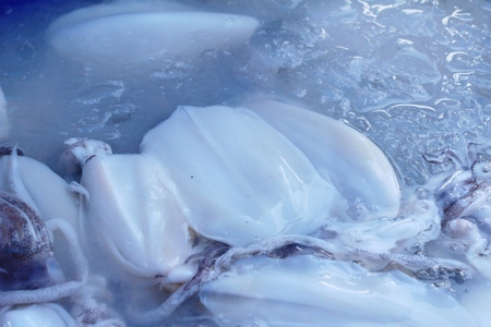Fresh squid for cooking at street foodの写真素材