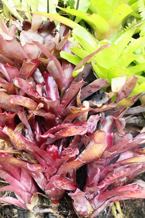 Bromeliad flower in the garden with natureの写真素材