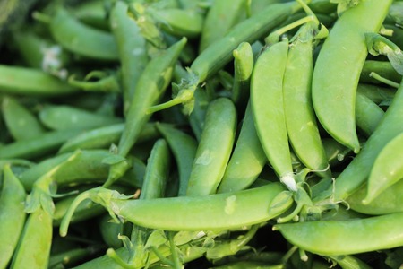 Green beans for cooking at the marketの写真素材