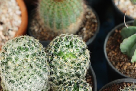 Beautiful small the cactus in the potの写真素材