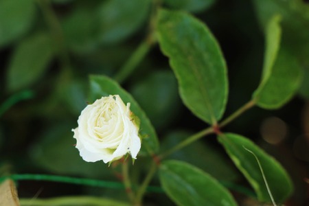 Beautiful roses is blooming in the gardenの写真素材