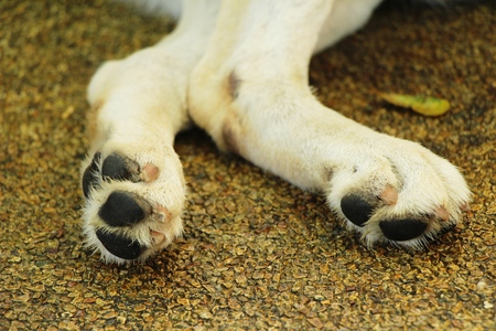 Dog is foot on ground in gardenの写真素材
