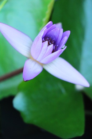 Beautiful lotus in the pond with natureの写真素材