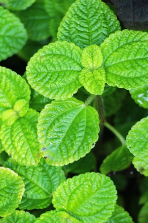 Pepper mint leaves in garden with natureの写真素材