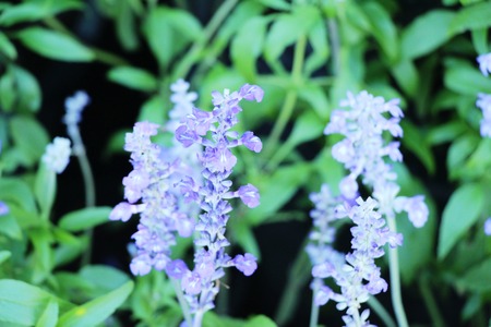 Purple salvia flowers at beautiful in gardenの写真素材