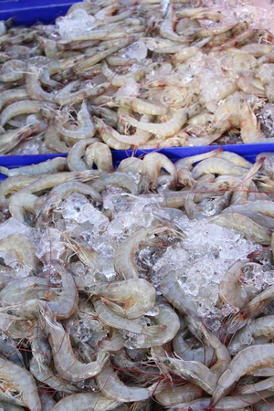 Fresh shrimp for cooking at street foodの写真素材