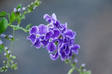 Purple flower is beauty in the gardenの写真素材