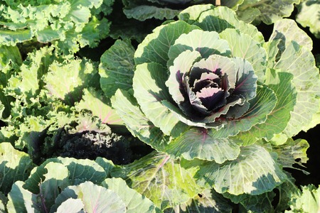 Head cabbage in the garden with natureの写真素材
