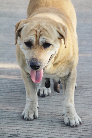 Brown dog cute is staring on floorの写真素材