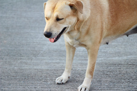 Brown dog cute is staring on floor