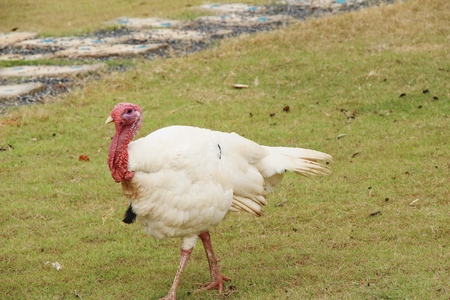turkey in the zoo with the natureの写真素材