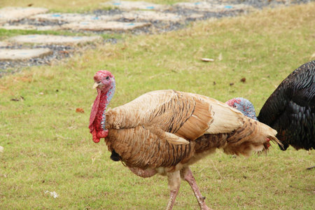 turkey in the zoo with the nature