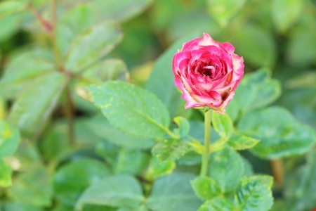 Beautiful roses is blooming in the gardenの写真素材