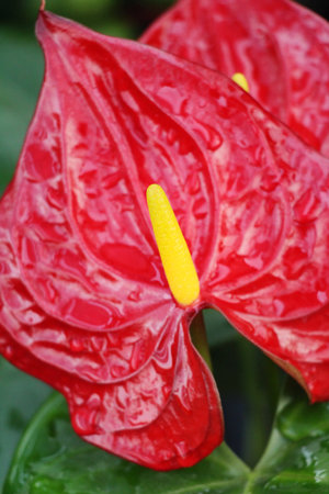 Flamingo flower at beautiful in the nature