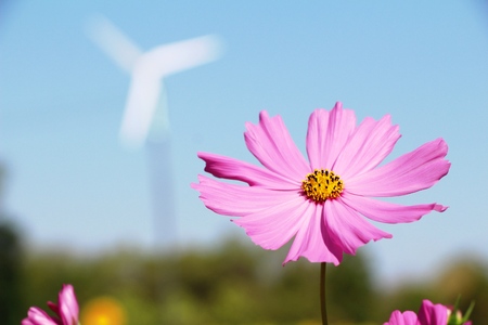 Beautiful cosmos colorful flowers in the gardenの写真素材