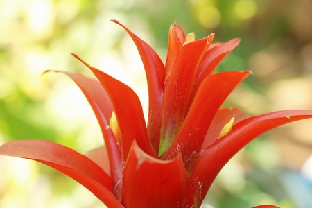 Bromeliad flower in the garden with natureの写真素材