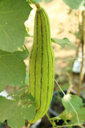 Winter melon with nature in the garden