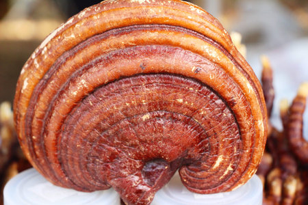 Lingzhi mushroom or Ganoderma lucidum with nature