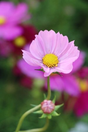 Beautiful cosmos colorful flowers in the gardenの写真素材