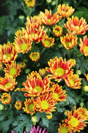 Chrysanthemums flower is beautiful in the gardenの写真素材