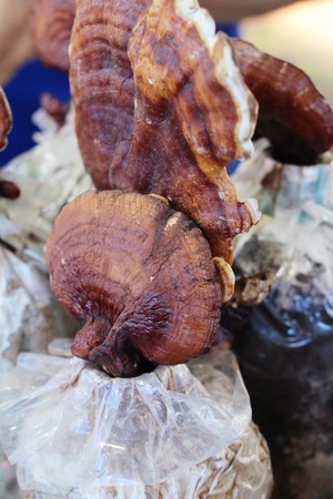 Lingzhi mushroom or Ganoderma lucidum with natureの写真素材