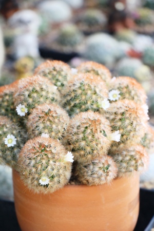 Beautiful small the cactus in the potの写真素材