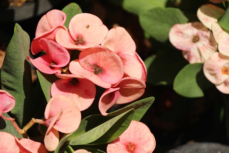 Euphorbia milli crown of thorns in natureの写真素材