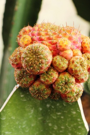 Beautiful small the cactus in the potの写真素材