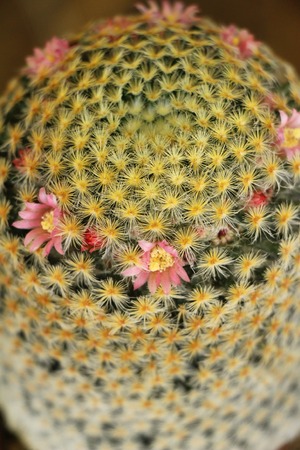Beautiful small the cactus in the potの写真素材