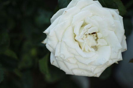 Beautiful roses is blooming in the gardenの写真素材