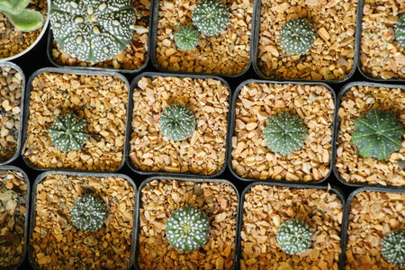 Beautiful small the cactus in the pot