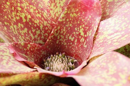 Bromeliad flower in the garden with natureの写真素材