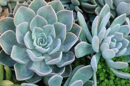 Beautiful stone rose flowers with the natureの写真素材