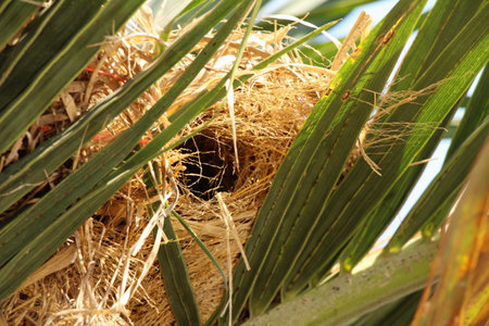 Bird nest on tree with the natureの写真素材