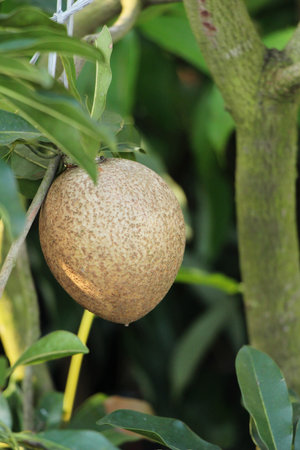 Sapodilla fruit on tree in the garden