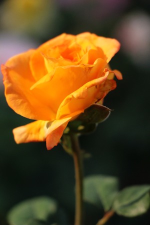 Beautiful roses is blooming in the gardenの写真素材