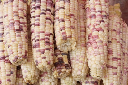 Fresh corn for cooking in the marketの写真素材