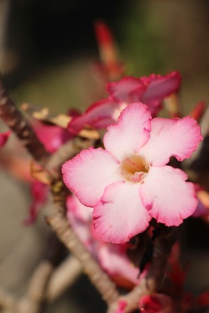 Azalea flowers is beautiful in the gardenの写真素材