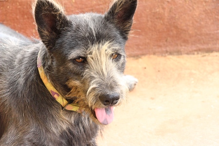 Black dog cute is staring on floorの写真素材