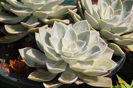 Beautiful stone rose flowers with the natureの写真素材