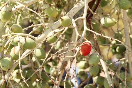 Betel palm on tree with the natureの写真素材