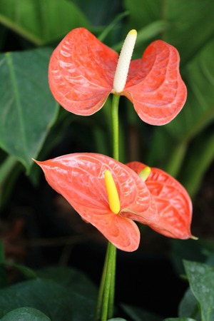 Flamingo flower is beautiful in the gardenの写真素材